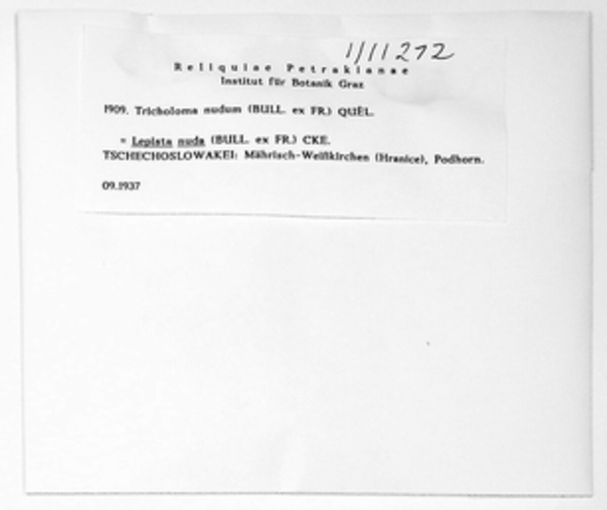 Tricholoma nudum image